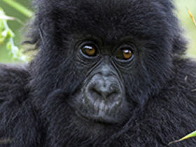 Primate tour in Rwanda and Uganda