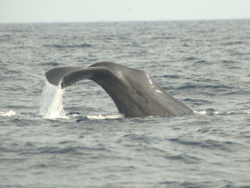 Blue whale watching tours in Sri Lanka