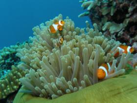 Scuba diving conservation in Malaysia