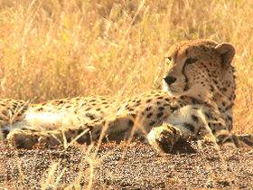 Predator conservation project in South Africa