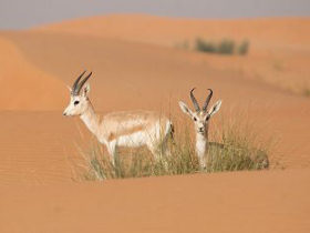 United Arab Emirates volunteering holiday