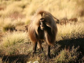 Simien Mountains trekking tour, Ethiopia