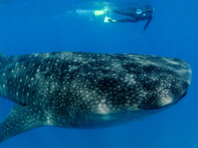 Mozambique beach holiday, with whale shark experience