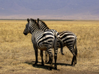 Honeymoon Zebras