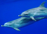 Wild dolphins