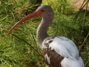 Ibis, Cayman Islands. Photo by Cayman Islands Tourist Board