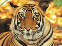 Incredible India, Tiger