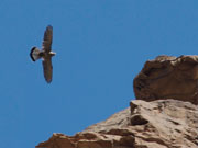 Bird of prey