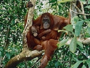 Kalimantan holidays, main image