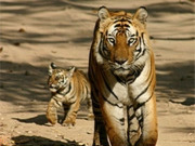 Kanha holidays, main image