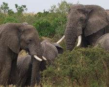 Kenya safari, elephants