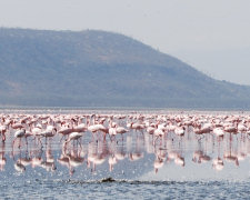 Kenya safari, flamingo