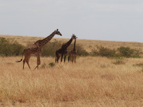 Giraffes on safari