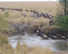 Kenya safari, waterhole