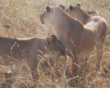 Kenya safari, lions