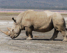 Kenya safari, rhino