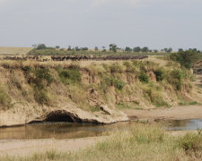 Kenya safari, buffalo