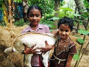 Kerala holidays, main image