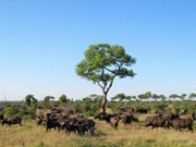 Kruger National Park holidays, main image