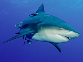 Shark, KwaZulu-Natal