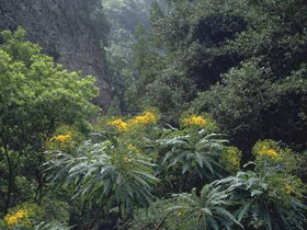 Bosque de los Tilos