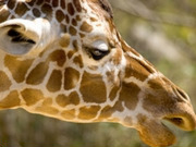 Late availability safaris, main image