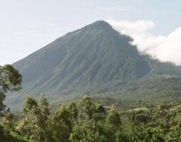 Gorilla safari in Rwanda
