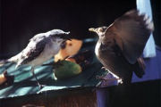 Local birds, eco villas in Tobago