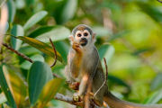 Amazon jungle lodge in Ecuador, monkey