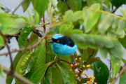 Amazon jungle lodge in Ecuador, bird