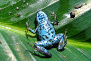 Amazon jungle lodge in Ecuador, frog