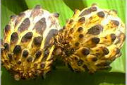 Rollinia, Exotic fruit farm in Australia
