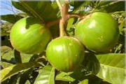 Canistel, Exotic fruit farm in Australia