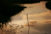 A kingfisher, Self catering private house in India