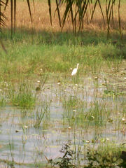 An Egret, Self catering private house in India