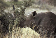 Grazing Rhino, Luxury lodge in Kenya