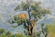 Lions in a tree, Luxury private house in Kenya