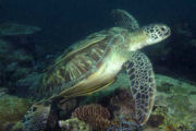 Sea Turtle, Dive centre in Zanzibar