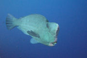 Parrot fish, Marine conservation project in Malaysia