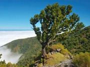 Madeira holidays, main image