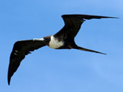 Magnificent Frigatebird, Cayman Islands. Photo by Cayman Islands Tourist Board