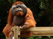 Mature Orangutan