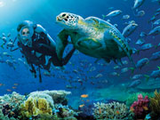 Diver