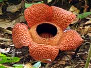 Rafflesia