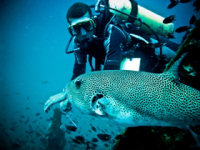 Marine conservation on the Perhentian Islands