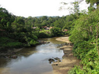 Rainforest conservation