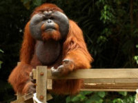 Orang-utan conservation