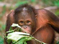 Orang-utans in Malaysia