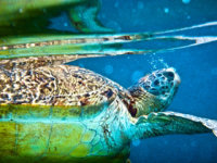 Turtle conservation on the Perhentian Islands