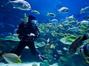 Marine conservation holidays, main image